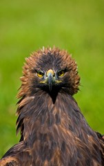 Golden Eagle, aquila chrysaetos, Portrait of Adult