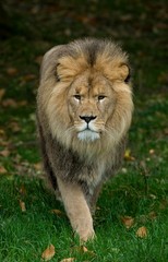 African Lion, panthera leo, Male standing on Grass
