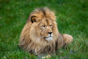 Naklejka na ściany i meble African Lion, panthera leo, Male laying on Grass