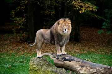 African Lion, panthera leo, Male