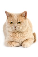 Cream British Shorthair Domestic Cat, Female laying against White Background