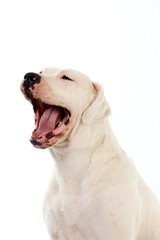 Argentinian Mastiff Dog, Female Yawning against White Background