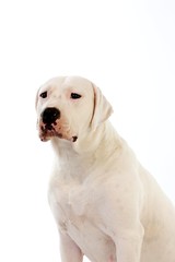 Argentinian Mastiff Dog, Female against White Background
