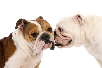 Obraz premium English Bulldog, Females against White Background