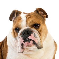 Obraz premium English Bulldog, Portrait of Female against White Background