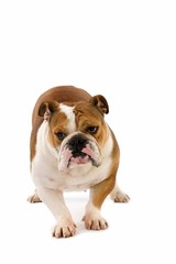 English Bulldog, Female against White Background