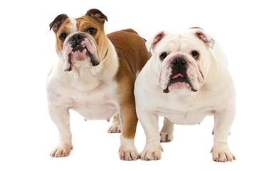 Fototapeta premium English Bulldog, Females against White Background