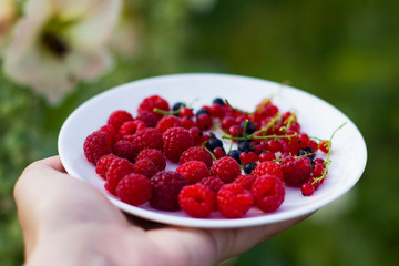 Ripe raspberries and currants in a white plate. Healthy snack. Summer healthy food concept. Healthy organic sweet fruits. Harvesting.