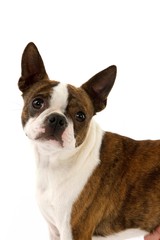 Boston Terrier Dog, Portrait of Male against White Background