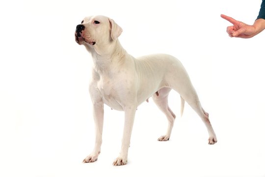 Argentinian Mastiff Dog, Femame against White Background, Obedience