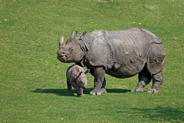 Obraz premium Indian Rhinoceros, rhinoceros unicornis, Mother with Calf