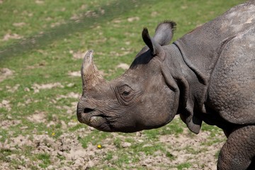 Indian Rhinoceros, rhinoceros unicornis, Portrait of Female