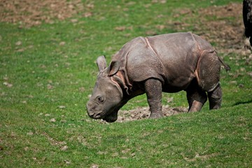 Indian Rhinoceros, rhinoceros unicornis, Calf