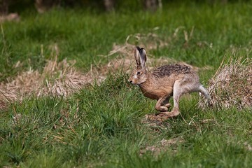 European Brown Hare, lepus europaeus, Adult running on Grass, Normandy