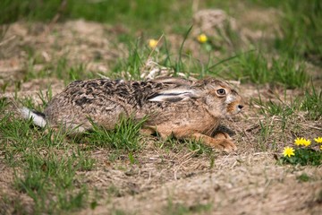 European Brown Hare, lepus europaeus, Adult laying on Grass, Normandy
