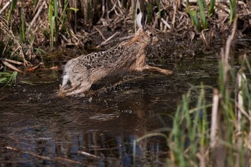 European Brown Hare, lepus europaeus, Adult running in Water, Normandy
