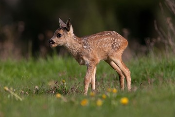 Roe Deer, capreolus capreolus, Fawn standing in Flowers, Normandy