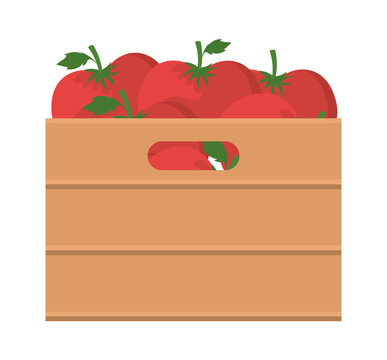tomatoes inside box design, Vegetable organic food healthy fresh natural and market theme Vector illustration