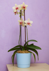 Orchid in a blue pot. Botanical composition. Green plant. Pale yellow speckled phalaenopsis. Tropical flower. Elegant flower on a birthday.