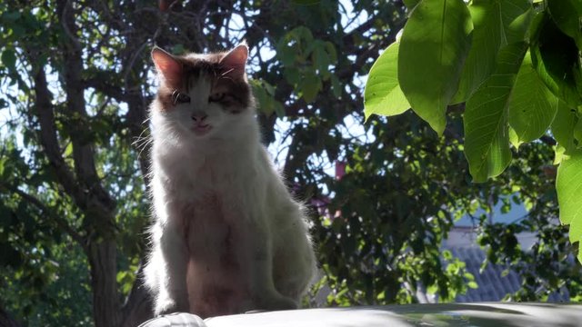 The cat basks in the sun and cleans itself in the sun.