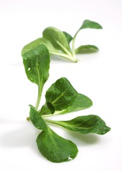 Corn Salad or Lamb's Lettuce, valerianella olitoria against White Background