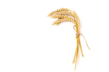 Spikelets of golden wheat,  isolated on white background
