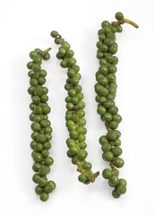 Fresh Green Peppercorn, piper nigrum against White Background