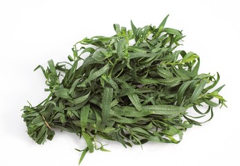 Tarragon, artemisia dracunculus, Plant against white Background