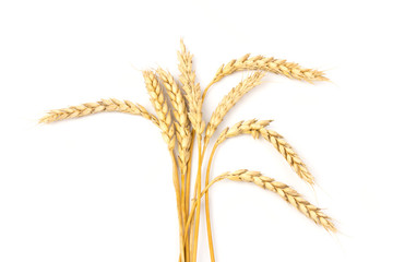 Spikelets of golden wheat,  isolated on white background