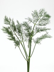 Dill, anethum graveolens against White Background