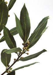 Sweet Bay or Bay Laurel, laurus nobilis, Leaves against White Background