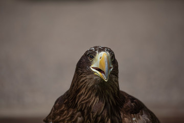Stellar sea eagle, haliaeetus pelagicus, close up head detail/portrait with background.