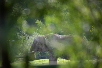 Elephant, Loxodonta africana, facial and body detail with green background.