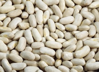French White Kidney Beans or Mogette From Vendee, phaseolus vulgaris