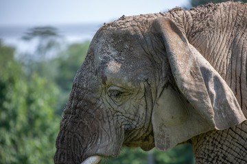 Fototapeta premium Elephant, Loxodonta africana, facial and body detail with green background.