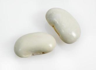 French Soissons Beans, phaseolus vulgaris