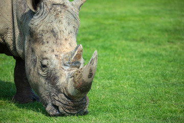 Rhino, Ceratotherium simum simum, close up horn and head portrait.