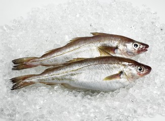 Whiting, merlangius merlangus, Fresh Fishes on Ice