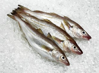 Whiting, merlangius merlangus, Fresh Fishes on Ice