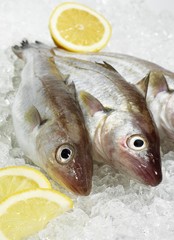 Whiting with Lemon, merlangius merlangus, Fresh Fishes on Ice