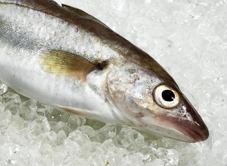 Whiting, merlangius merlangus, Fresh Fish on Ice