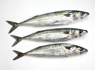 Mackerel, scomber scombrus, Fresh Fishes against White Background