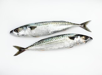Mackerel, scomber scombrus, Fresh Fishes against White Background