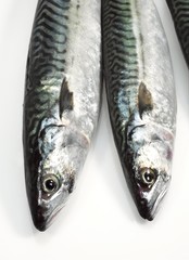 Mackerel, scomber scombrus, Fresh Fishes against White Background