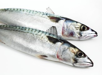 Mackerel, scomber scombrus, Fresh Fishes against White Background