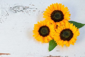 Sunflower heads bouquet with green leaves on the white rustic wooden table closeup. Nice greeting card design in rustic style.