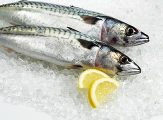 Mackerel with Lemon, scomber scombrus, Fresh Fishes on Ice