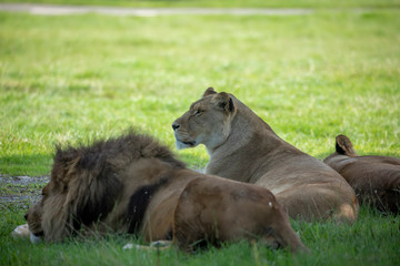 male and Female lion, panthera leo, sitting together in the shade.