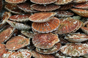 Fresh Scallops, pecten maximus at Fish Stall