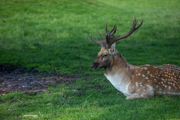 Fallow deer stag, Dama dama, sitting on grass resting with head detail